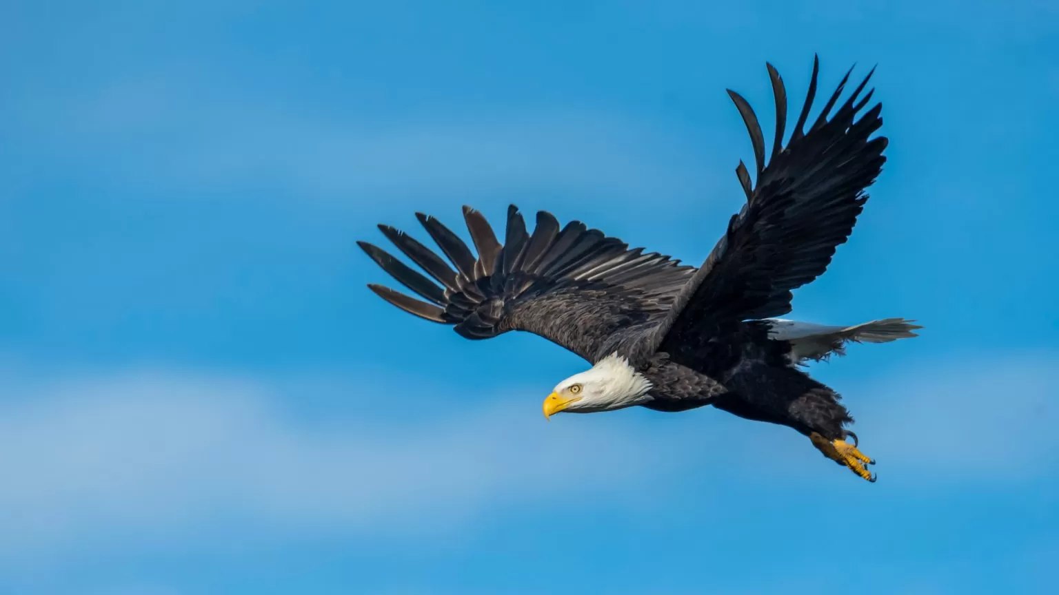7 Highly Effective Habits Of Eagles